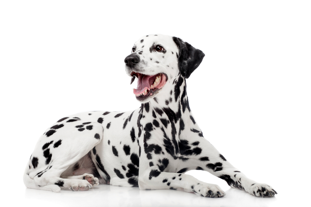 Dalmatian Dog - Edmonton Spay and Neuter Clinic