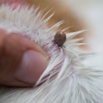 Tick and Flea Prevention