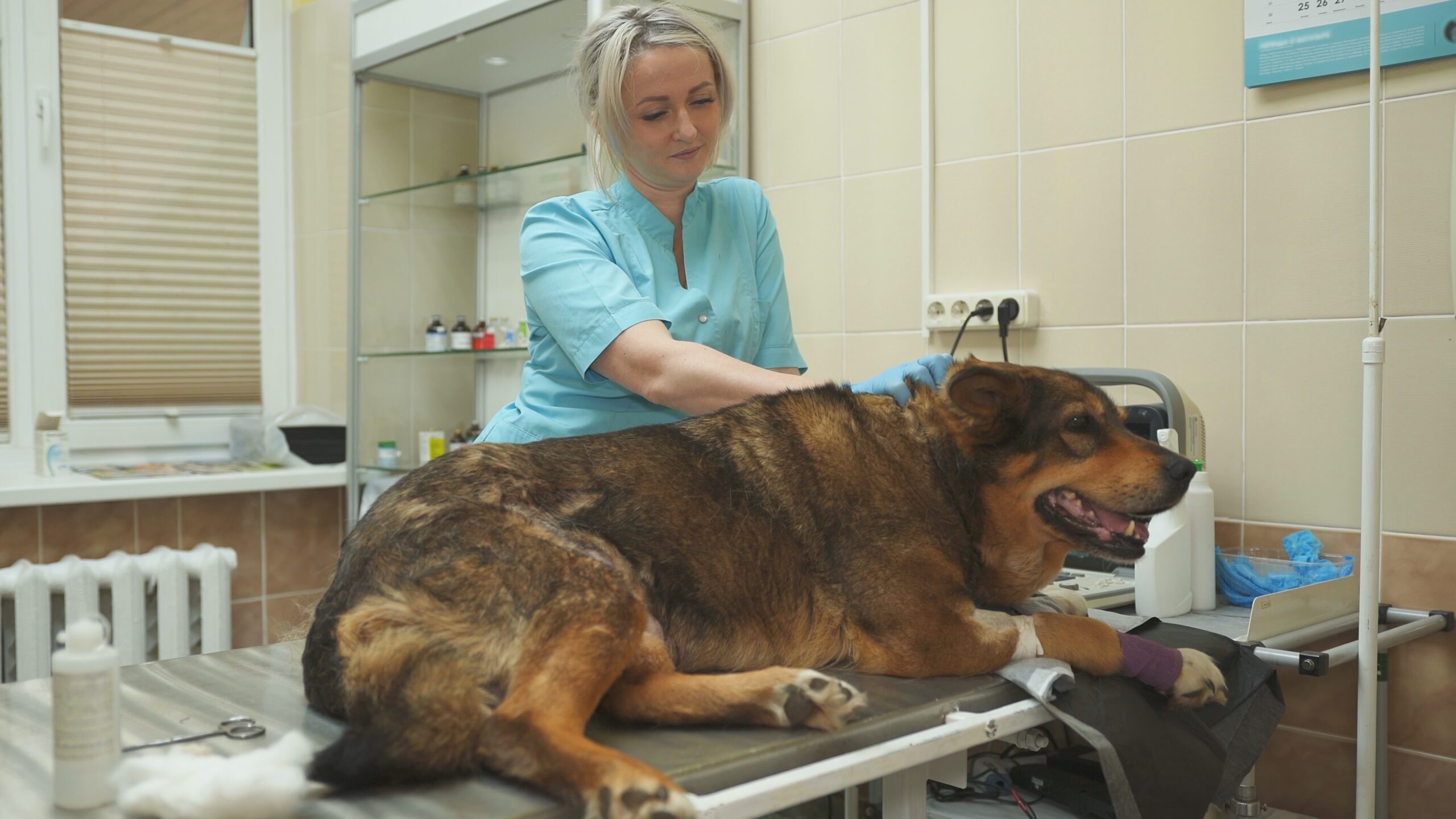 Spay and Neuter Service at Edmonton Spay and Neuter Clinic