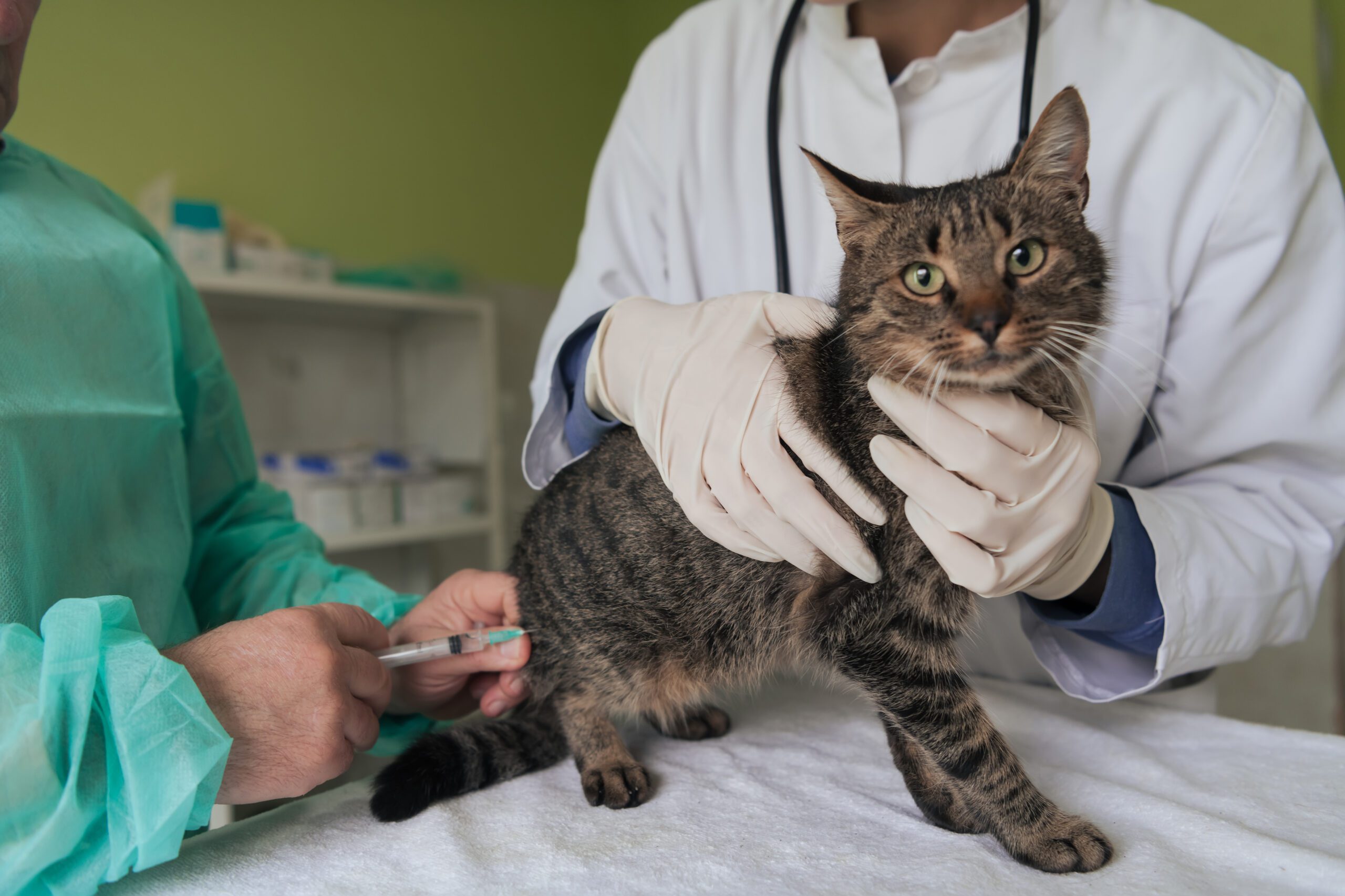 Veterinary Services, Vaccinations by Edmonton Spay and Neuter Clinic