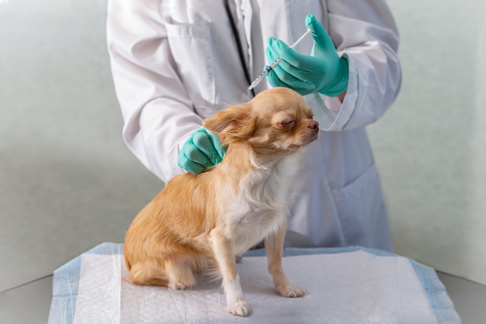 Pet Vaccinations by Edmonton Spay and Neuter Clinic