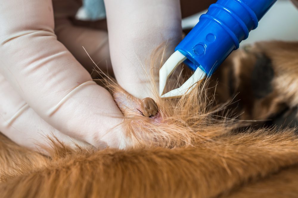 Tick and Flea Prevention by Edmonton Spay and Neuter Clinic