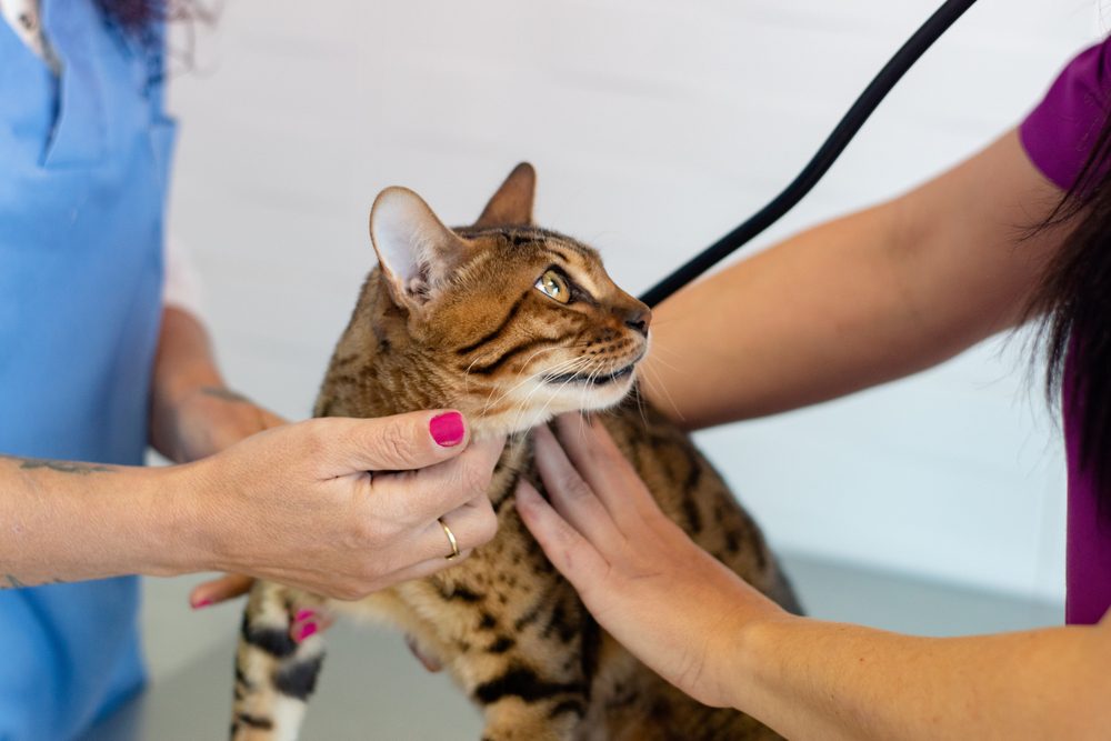 Veterinary Consultations by Edmonton Spay and Neuter Clinic