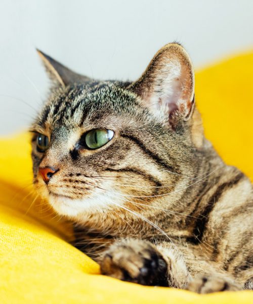 cute-tabby-cat-with-green-eyes-lying-on-bright-yellow-bean-bag-.jpg